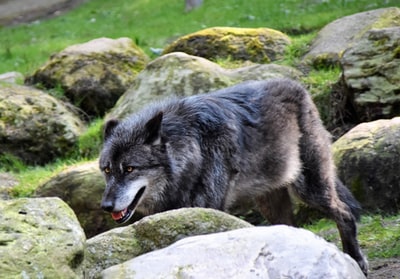 黑狼靠近岩石